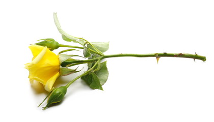 Yellow rose with leaves on stem isolated on white background