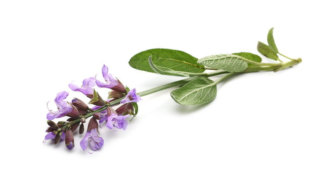 Mealy purple sage flowers blooming with leaves, Salvia farinacea, Blue salvia isolated on white background