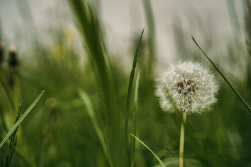 green dandelion in the park