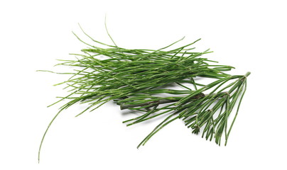 Horsetail fern, (Equisetum arvense) isolated on white background