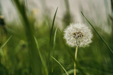 green dandelion in the park