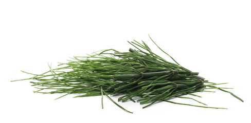 Horsetail fern, (Equisetum arvense) isolated on white background