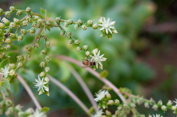 Bee collects nectar in garden