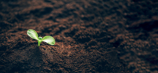 Green plant growing in good soil. Banner with copy space. Agriculture, organic gardening, planting...