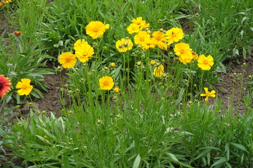 Coreopsis lanceolata in bloom in late spring