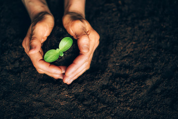 Hands holding green seedling, sprout over soil. Top view. New life, eco, sustainable living, zero...