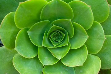 Green succulent for garden decoration