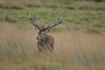 Red deer cervus elaphus in autumn colours