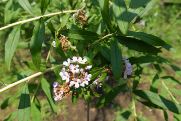 Cluster of mauve flowers of Daphne in June