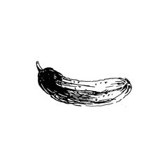 cucumber. hand drawn ink sketch. vector illustration