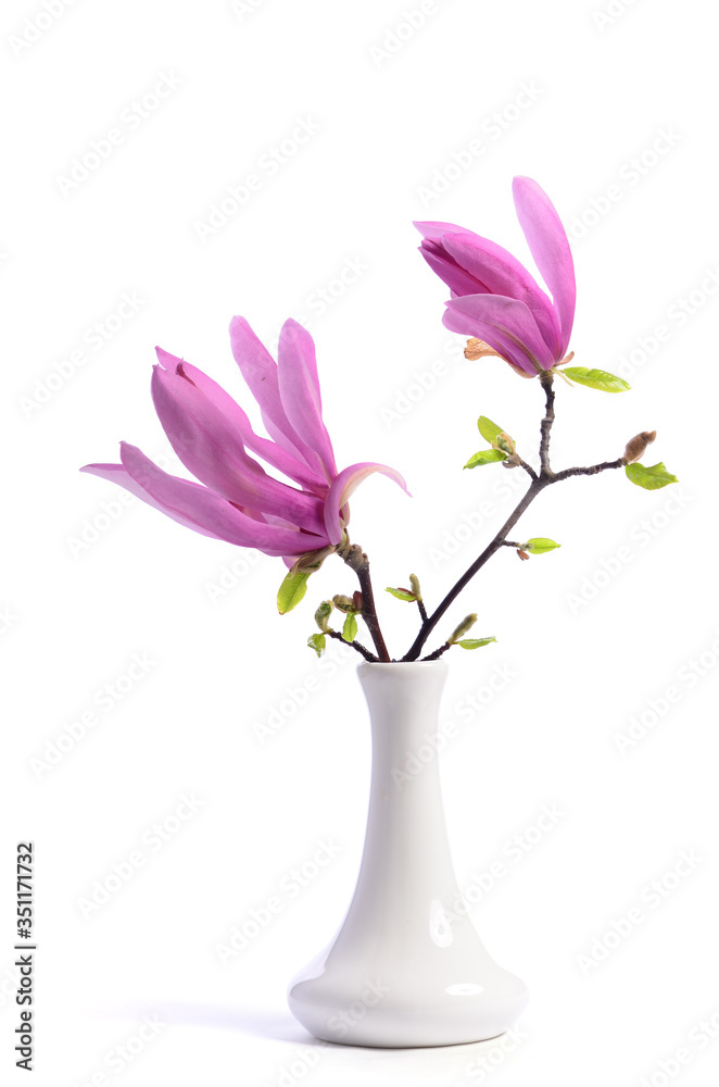 Wall mural Beautiful tender purple magnolia closeup in a vase on a white background