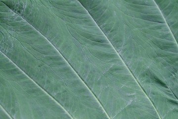 Close up vein pattern of a large green paradium leaf for background texture 
