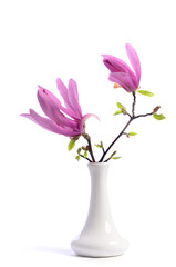 Beautiful tender purple magnolia closeup in a vase on a white background