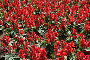 Numerous scarlet red flowers of Salvia splendens in May