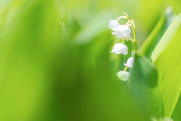 Blooming Lily of the valley (Convallaria majalis) in spring garden with shallow focus