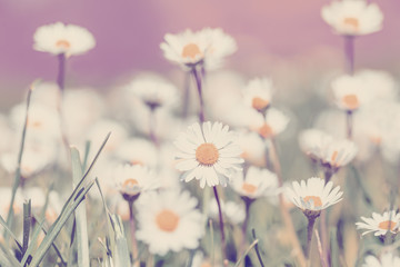 small daisy flower (Bellis perennis) on green lawn with shallow focus in sunny day, symbol of springtime