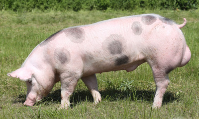 Beautiful pig grazing outdoors on natural green background