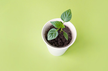Small pot with seedling on green background.