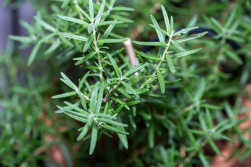 Fresh rosemary branch with green leaf.