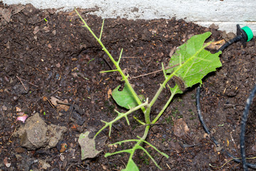 Stinging caterpillar destroy vegatable leaf.