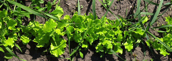 Green salad lettuce growing in garden