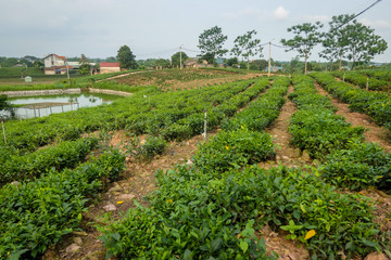 Fototapeta na wymiar typical Vietnamese landscape Tan Cuong Tea Area in Thai Nguyen Province