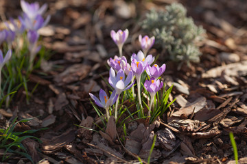 Purple Crocus Flower in a Natural Setting