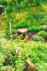 Cottage garden with flowers. Growing flowers. Summer landscape.