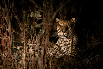 Wild leopard hidden in the bush at night