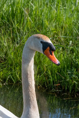 Fototapeta premium One white swan with orange beak, swim in a pond. Head and neck only. Reflections in the water. With shadows on the swan
