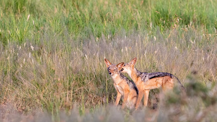 Serengeti, Tanzania - January 26 2020: Black-backed jackal Canis mesomelas, adult pair bonding