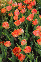 Beautiful bright tulips in the sunlight