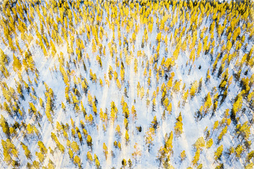 yellow green forest background