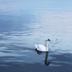 Obraz premium Beautiful swan swims in the river Danube