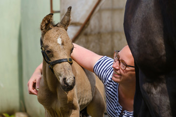 Cute newborn riding horse colt stands next to a happy smiling young woman at the farmyard, yellow...