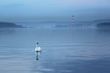 Beautiful swan swims in the river Danube