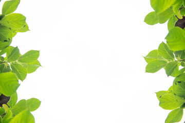 新緑の葉のフレーム