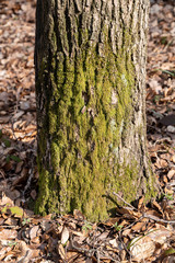 Part of tree trunk in the forest