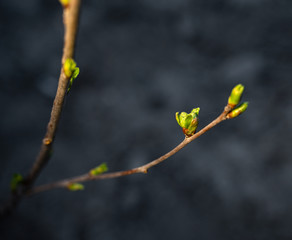 The first spring gentle leaves, buds and branches