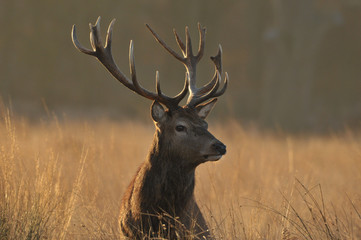 Red deer cervus elaphus in autumn colours