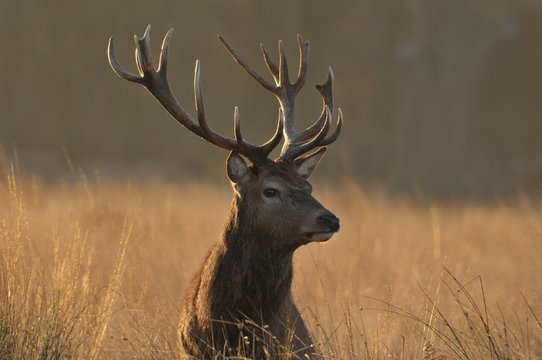 Fototapeta Red deer cervus elaphus in autumn colours