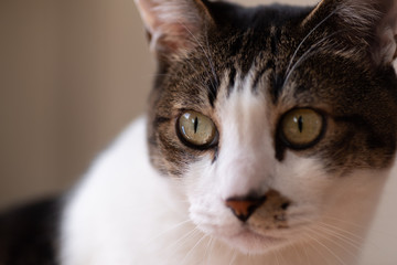 猫の顔　キジトラ猫　キジトラ白