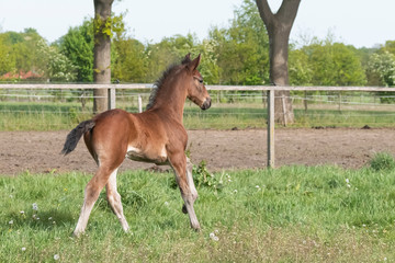 Naklejka na ściany i meble Cute small brown foal running in trot free in the field. Animal in motion. Stallion one week old