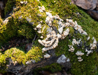  Lots of small mushrooms and green moss on a tree trunk