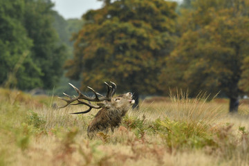 Red deer cervus elaphus in autumn colours