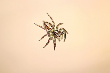 hairy spider on isolated background