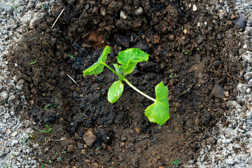 Harvest cucumbers. Summer green garden. Vector illustration. Summer crop. Vegetables from the garden.