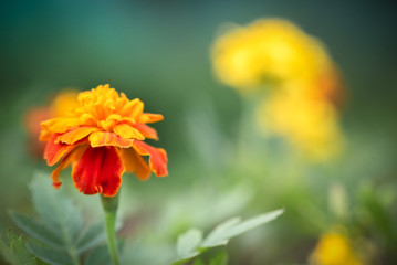 A blooming flowers in a garden bed close up background.