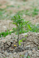 Green on red backdrop. Summer green garden. Healthy fresh nutrition. Summer background. Healthy food background. Vegetarian healthy food. Tomatoes isolated.
