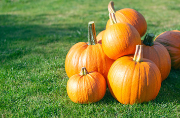 Group of orange pumpkins lying on the grass at sunny day